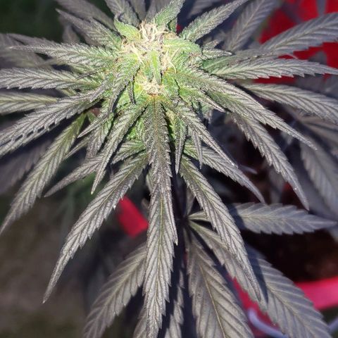 Unknown strain growlog timeline photo