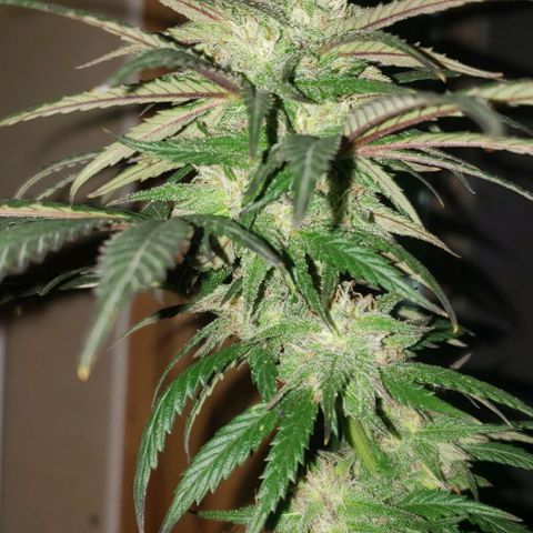 Unknown strain growlog timeline photo
