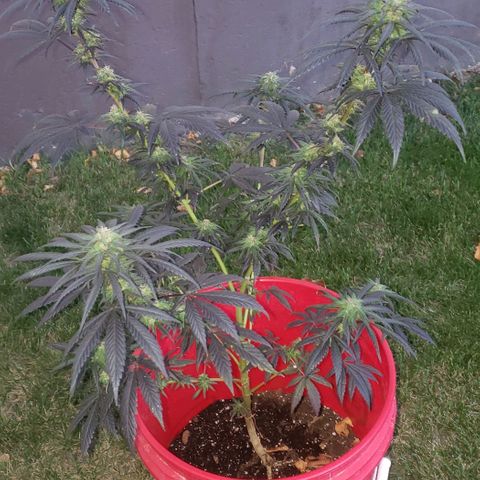 Unknown strain growlog timeline photo