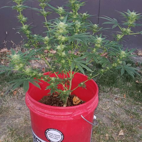 Unknown strain growlog timeline photo