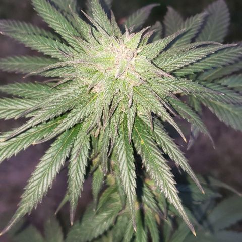 Unknown strain growlog timeline photo