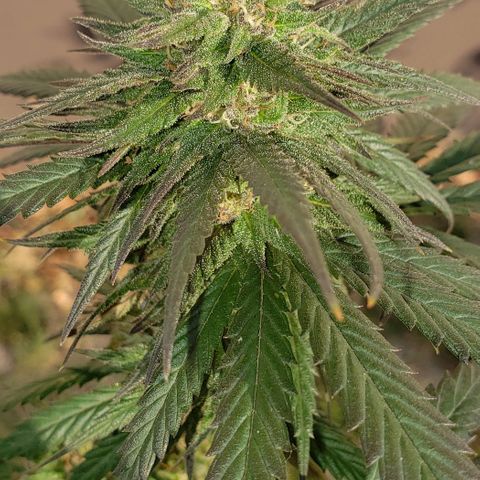 Unknown strain growlog timeline photo