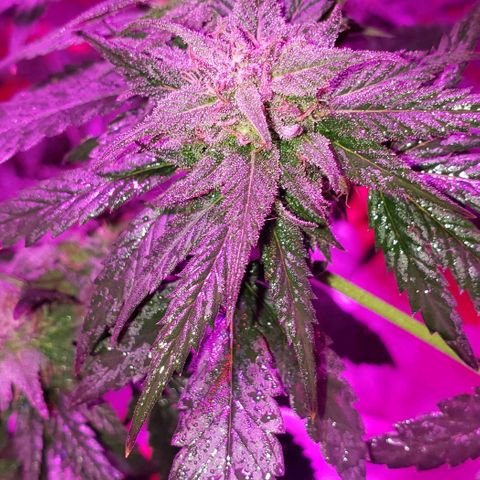 Unknown strain growlog timeline photo