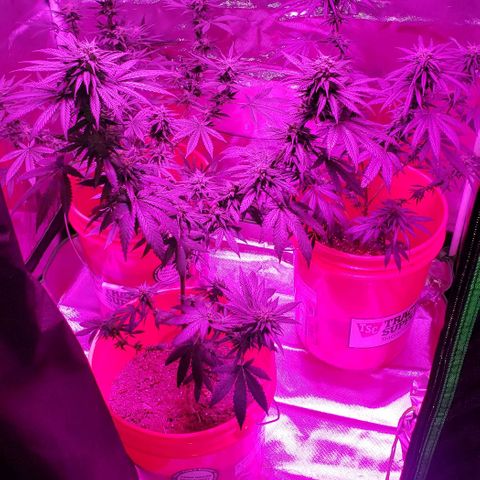 Unknown strain growlog timeline photo
