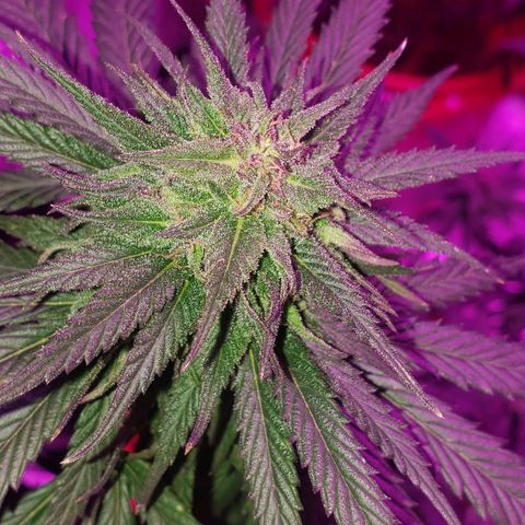 Unknown strain growlog timeline photo