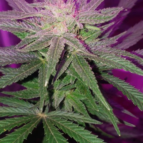 Unknown strain growlog timeline photo