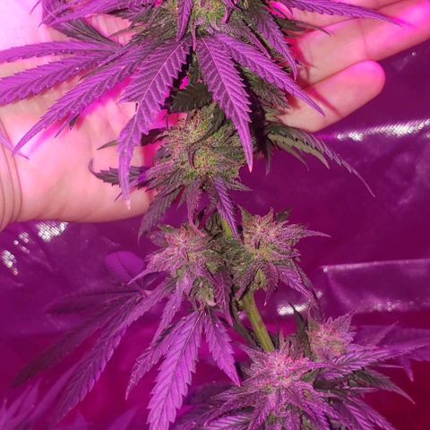 Unknown strain growlog timeline photo