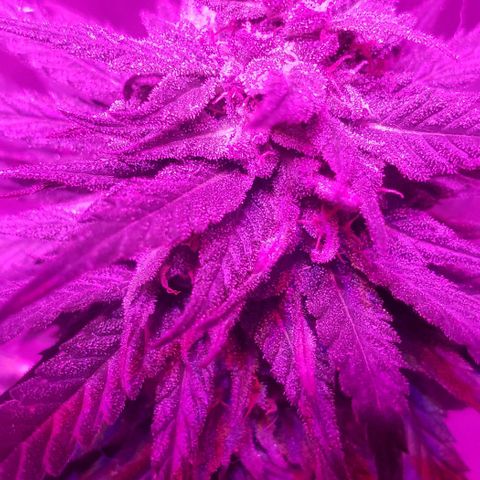 Unknown strain growlog timeline photo