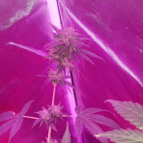 Unknown strain growlog timeline photo