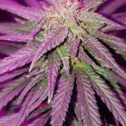 Unknown strain growlog timeline photo
