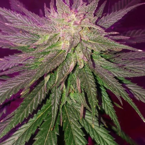 Unknown strain growlog timeline photo