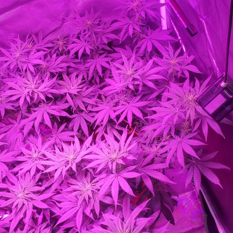 Grandaddy urkle growlog timeline photo