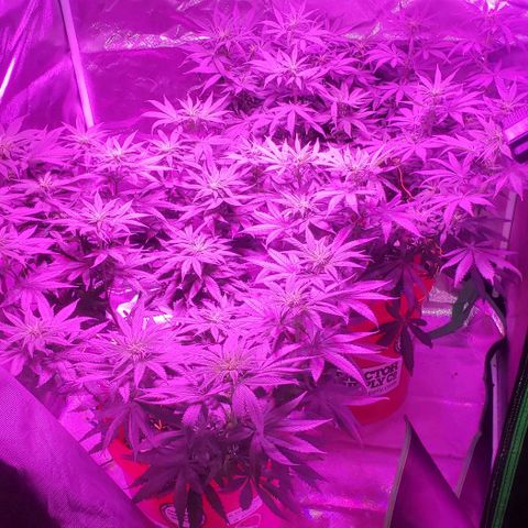 Tropical skunk growlog timeline photo