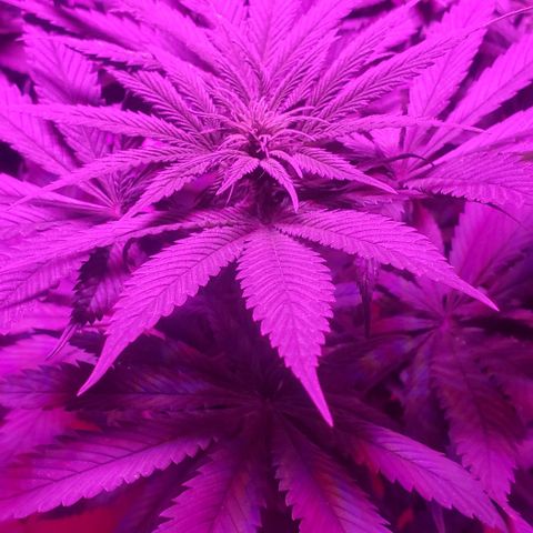 Grandaddy urkle growlog timeline photo