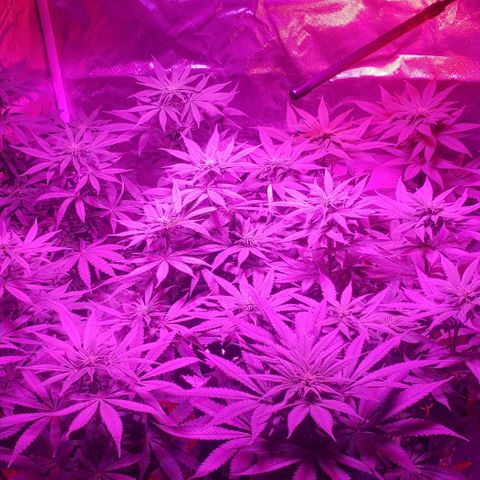 Grandaddy urkle growlog timeline photo