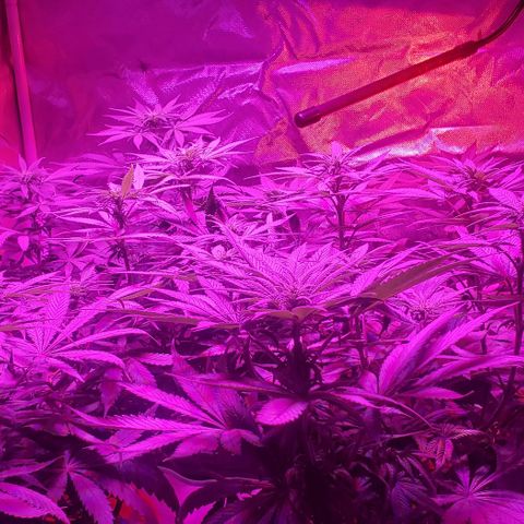 Grandaddy urkle growlog timeline photo