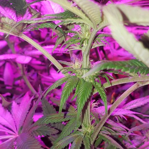 Grandaddy urkle growlog timeline photo