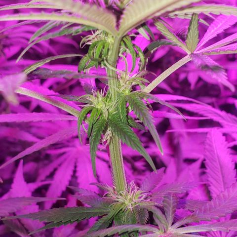 Tropical skunk growlog photo: Day 16 of flower. Budlets beginning to formally all over.