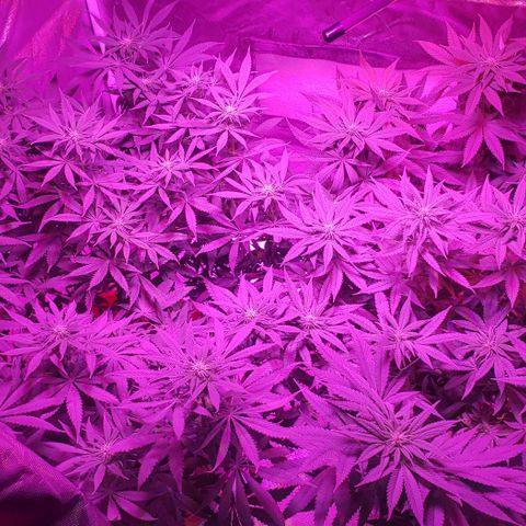 Tropical skunk growlog photo: Day 16 of flower. Budlets beginning to formally all over.