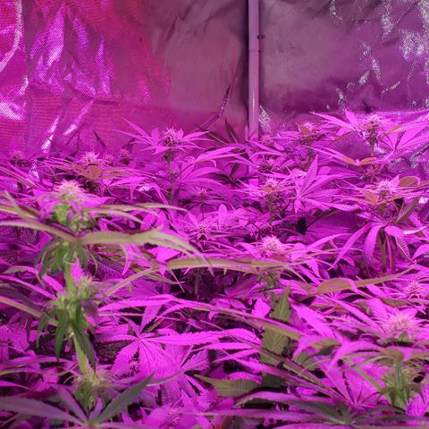 Grandaddy urkle growlog timeline photo