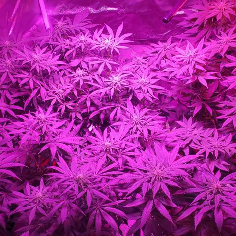 Tropical skunk growlog timeline photo
