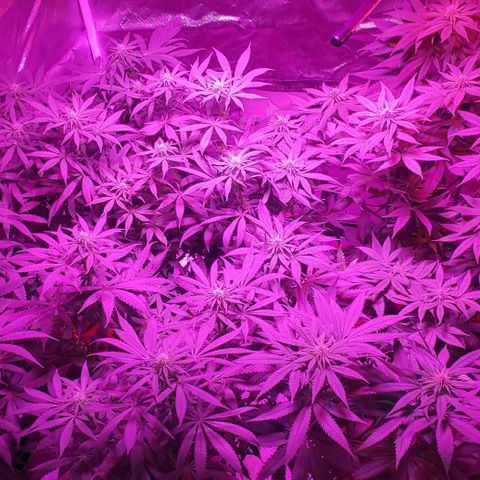 Grandaddy urkle growlog timeline photo