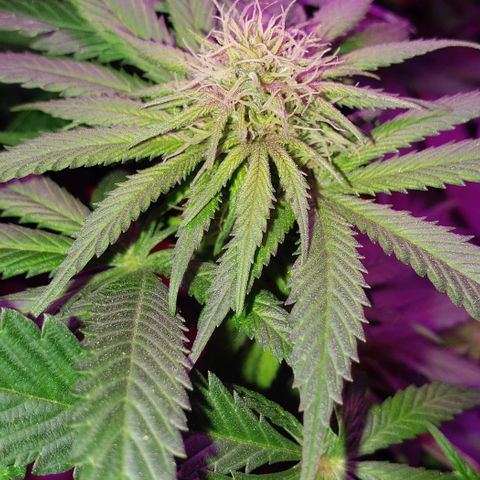 Grandaddy urkle growlog timeline photo