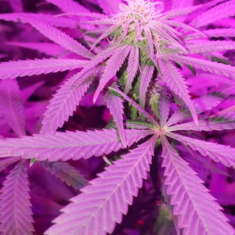 Tropical skunk growlog timeline photo