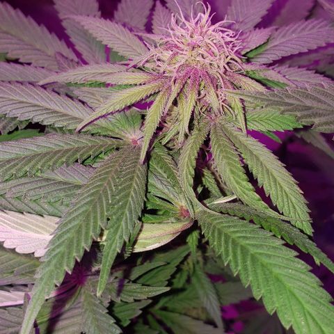 Grandaddy urkle growlog photo: She starting to show some purple. 