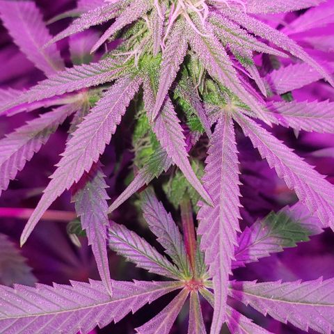 Tropical skunk growlog timeline photo