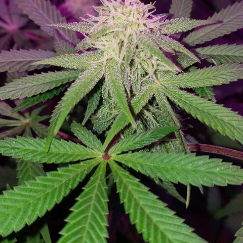 Tropical skunk growlog timeline photo