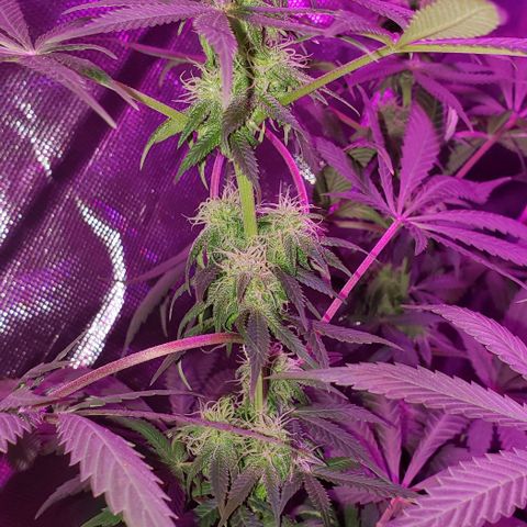 Tropical skunk growlog timeline photo