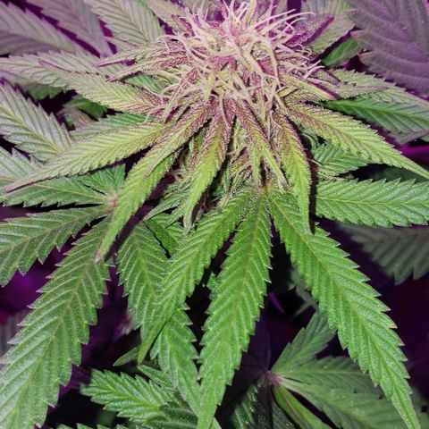 Grandaddy urkle growlog timeline photo