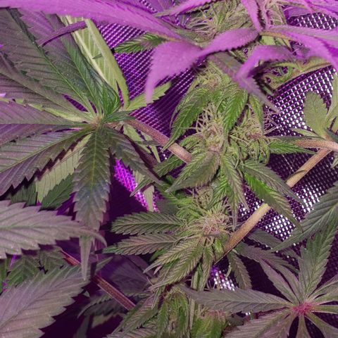 Grandaddy urkle growlog timeline photo