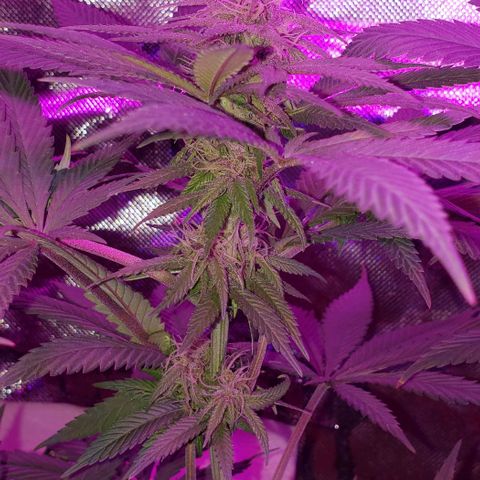 Grandaddy urkle growlog timeline photo