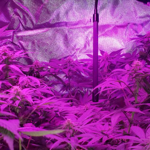Grandaddy urkle growlog timeline photo