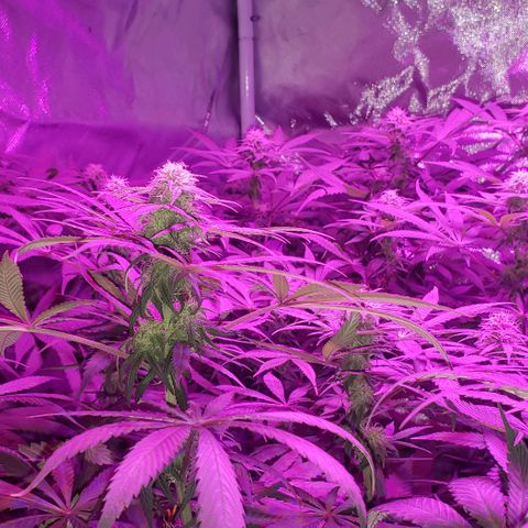 Tropical skunk growlog timeline photo