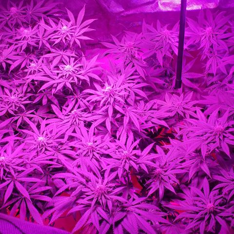Tropical skunk growlog timeline photo
