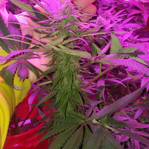 Grandaddy urkle growlog timeline photo