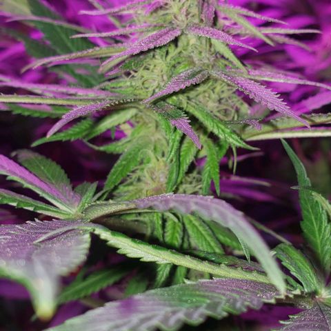 Grandaddy urkle growlog timeline photo