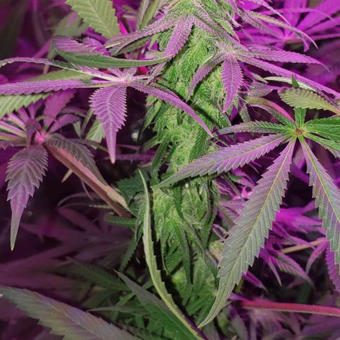 Tropical skunk growlog timeline photo