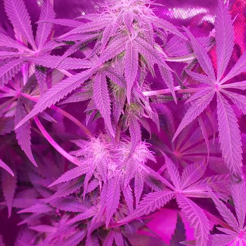 Tropical skunk growlog timeline photo