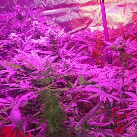 Grandaddy urkle growlog timeline photo