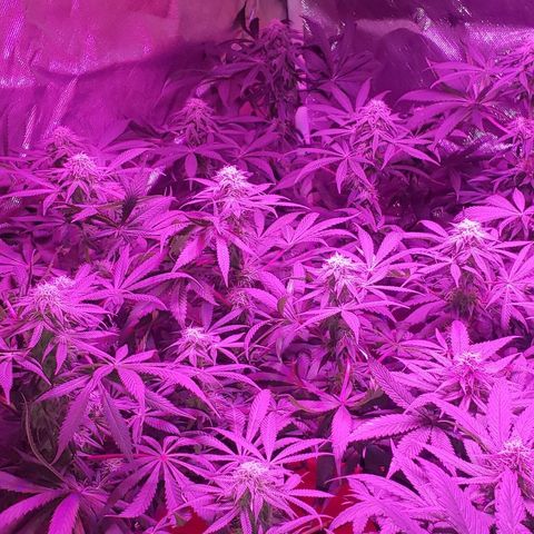 Tropical skunk growlog timeline photo