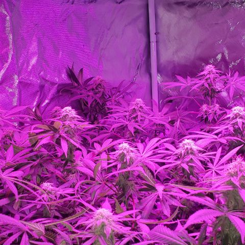 Tropical skunk growlog timeline photo