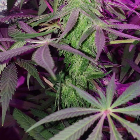 Tropical skunk growlog timeline photo