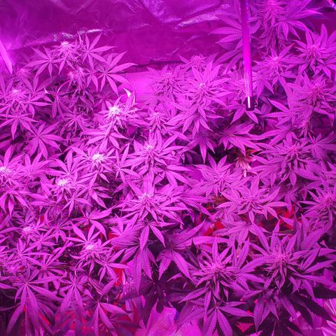 Tropical skunk growlog timeline photo