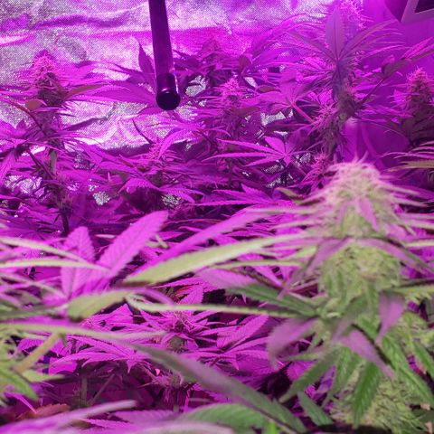 Tropical skunk growlog timeline photo