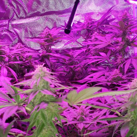 Grandaddy urkle growlog timeline photo