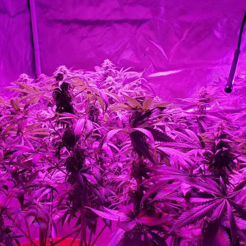 Tropical skunk growlog timeline photo